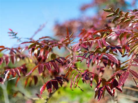 autumn purple ash tree|autumn purple ash tree leaves.